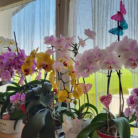 וילה פרנקה די ורונה B&B A Casa Di Eleonora מראה חיצוני תמונה